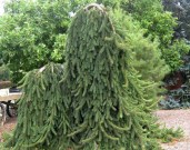 Pendula Major 1